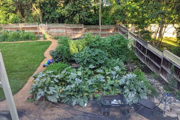 After: zoysia grass, the best feeling grass on bare feet, carpets a large play area.  Further in the back, low rows of blueberry, raspberry, strawberry, and asparagus grow.  River rock gravel between the raised beds gives access to the abundant produce.