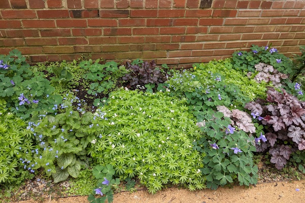 After: on the other side near the north gate, a different variety of perennial shade plants greet visitors with their tiny flowers: sweet woodruff, 'Blue Butterflies' columbine, hostas, coral bells, and Siberian bugloss (false forget-me-nots).