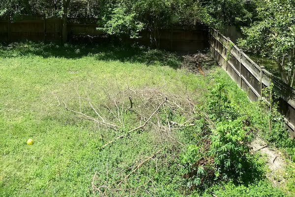 Before: An unmaintained rain garden became overgrown and clogged with leaves, causing further flooding, and creating a sanctuary for mosquitos.