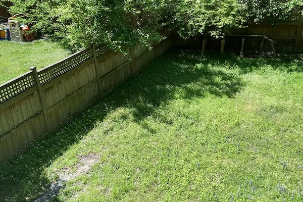 Before: An unruly mass of weeds covered the entire yard.  Additionally, poorly placed downspouts led to repeated backyard flooding and was likely the cause of prior basement damage.